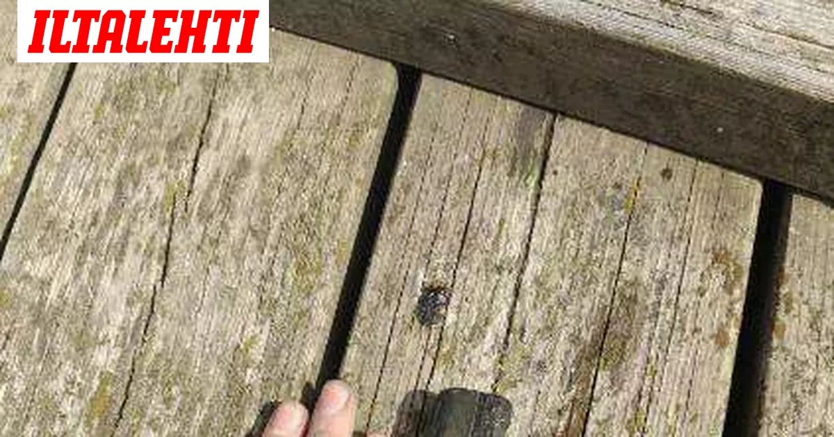 Tämä saalis sai magneettikalastajat soittamaan hätänumeroon