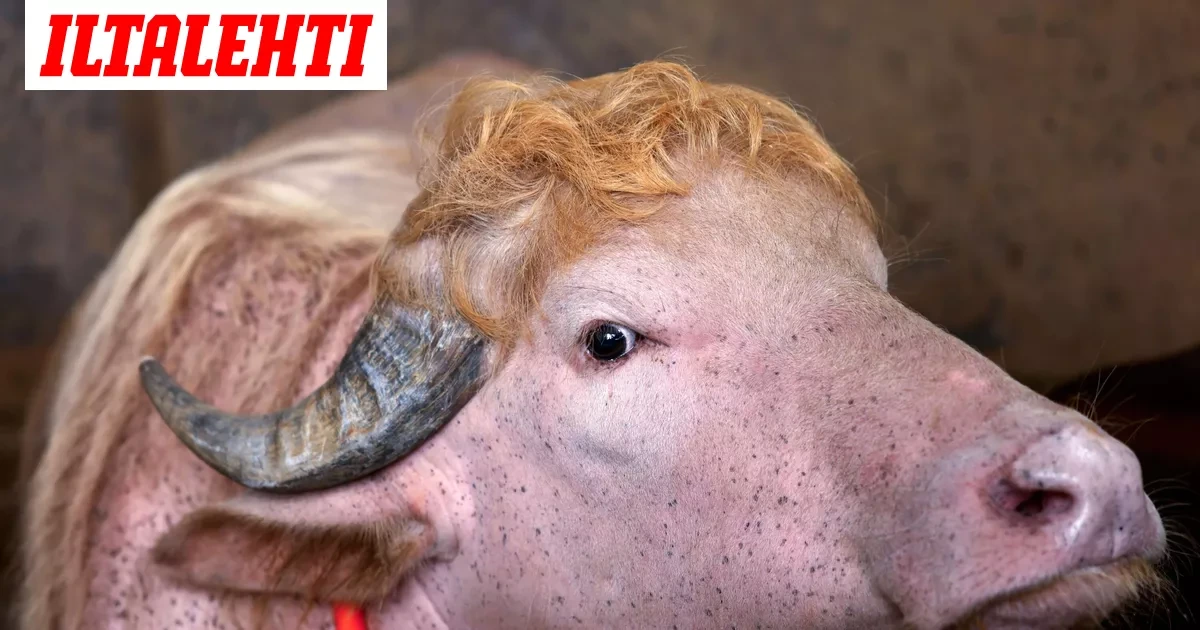 "Donald Trump" nousi eläintarhan vetonaulaksi