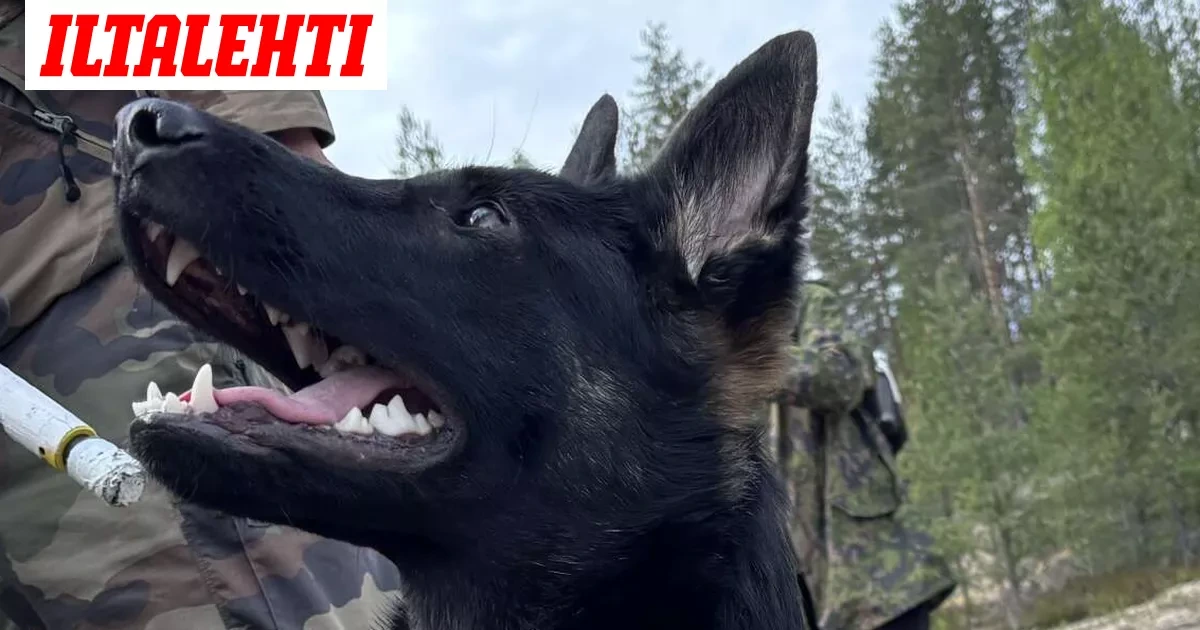 Tässä telmii pentukoira Yrtti, jota odottaa tärkeä tehtävä