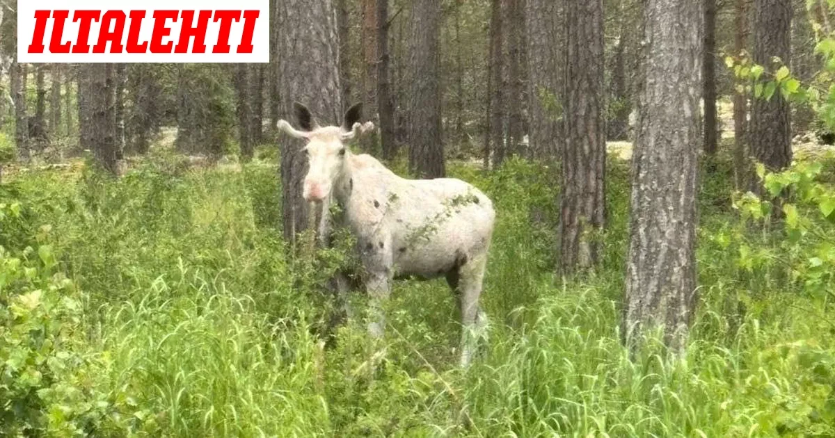 Harvinainen näky Kustavissa – Tällainen eläin tallentui Mikaelin kameraan