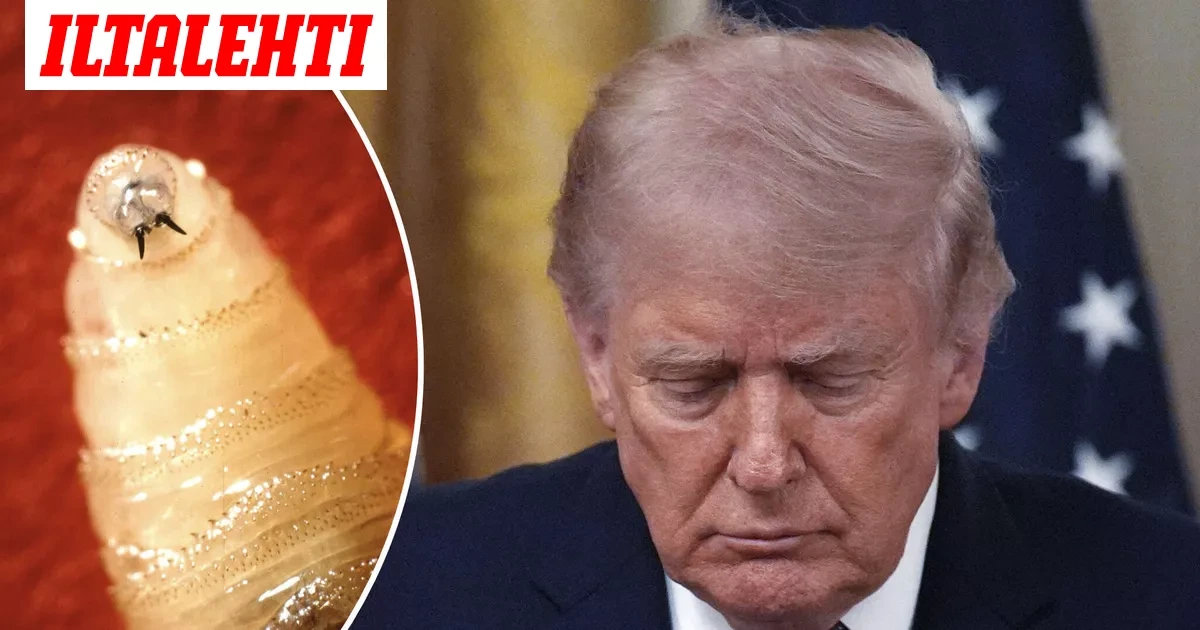 Taas takaisku Trumpille – Syynä lihaa syövä loinen