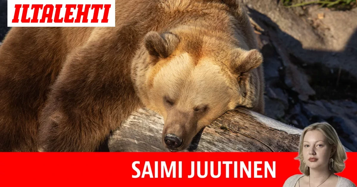 Näkökulma:Keskustelu miehistä ja karhuista on typerä – Ainakin sellaisenaan