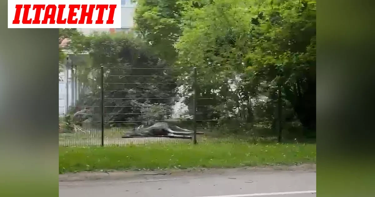 Karu näky koulun pihalla – Hirvi rötkötti kuolleena
