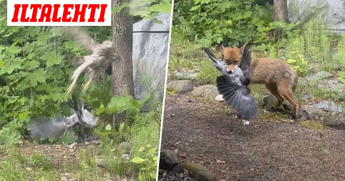 ”Melkein kuin AI-video” – Tuomas todisti uskomatonta tapahtumaketjua omalla takapihallaan