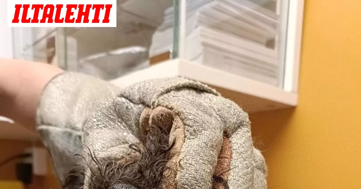Eläinsuojeluyhdistystä odotti järkyttävä näky