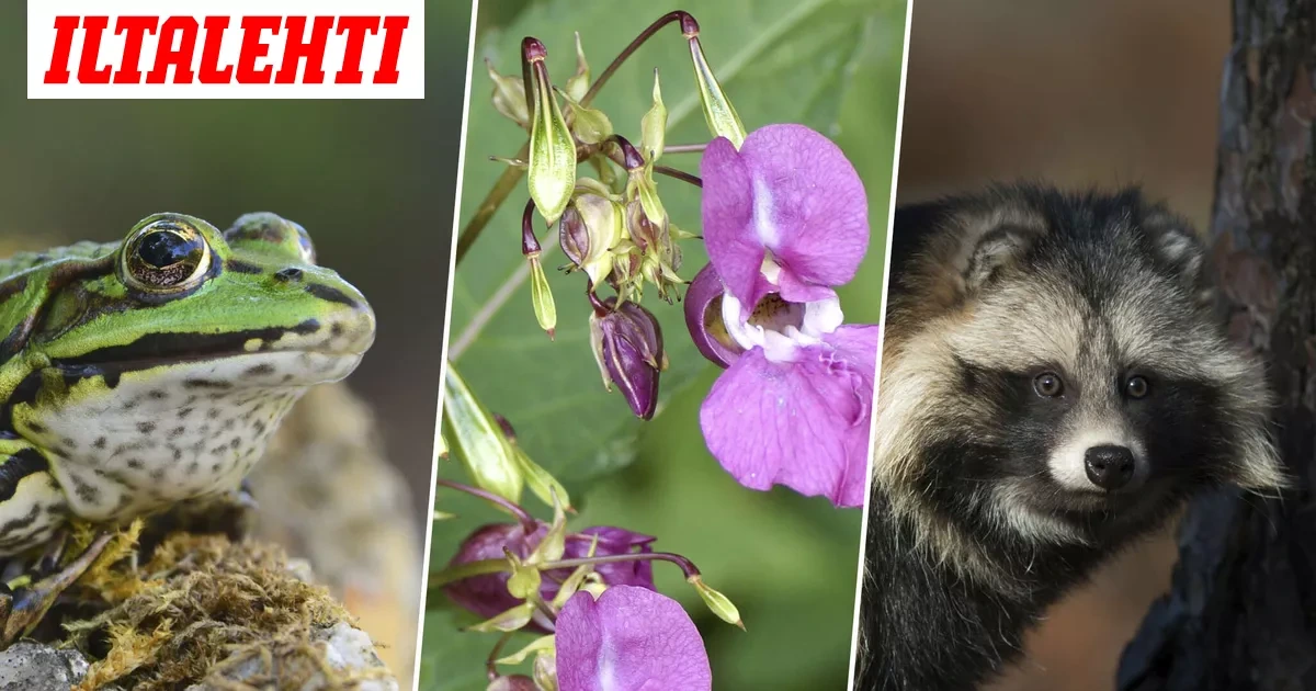 Testaa, tunnistatko vieraslajit – Vain kokenein luonnossa liikkuja saa 15/15