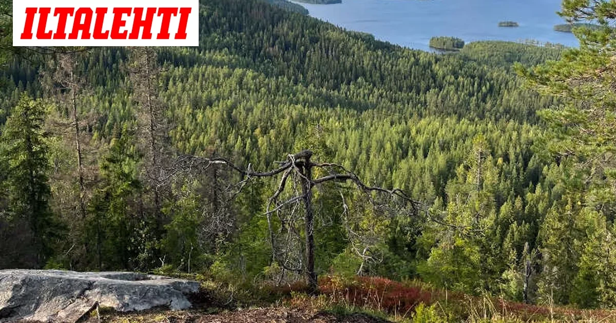 Yle: Suomen kuuluisin mänty on kuollut
