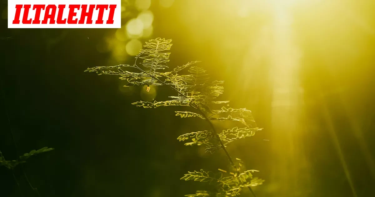 Suomen metsissä on käynnissä valtava myllerrys