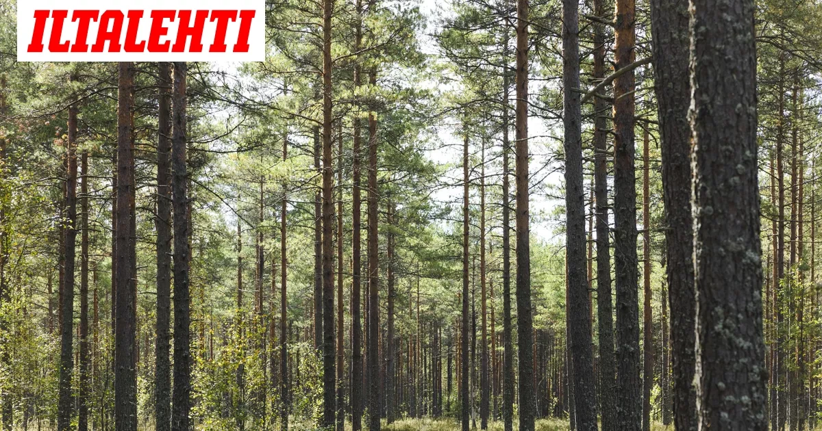 Miljardilasku hiilinieluista voikin olla pian peruttu – Uusi arvio julki