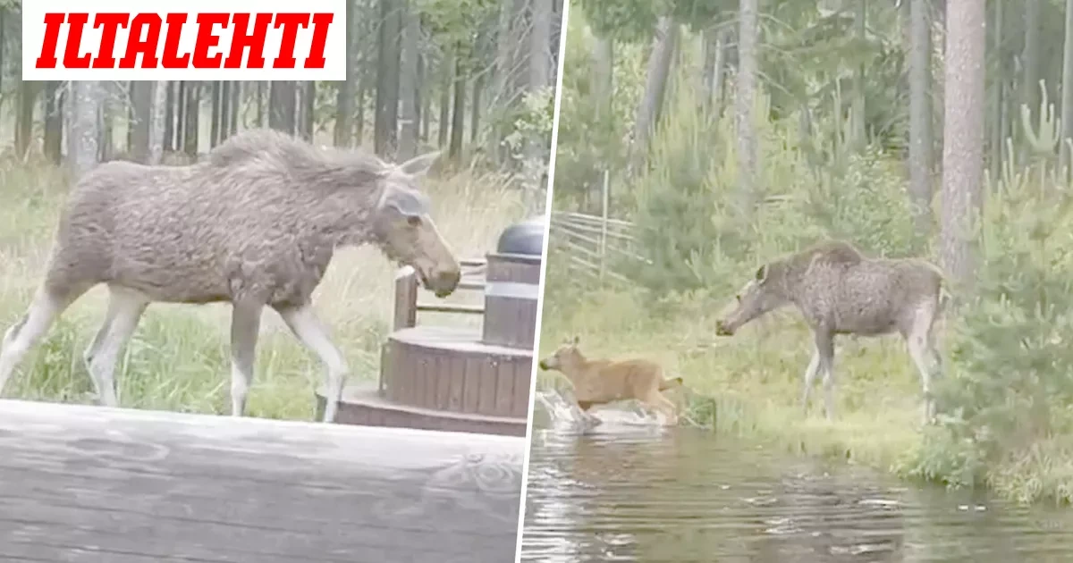 Uskomaton näky Liisan mökillä juhannuksen aluksi – ”Tuolla liikkuu jotain tummempaa”