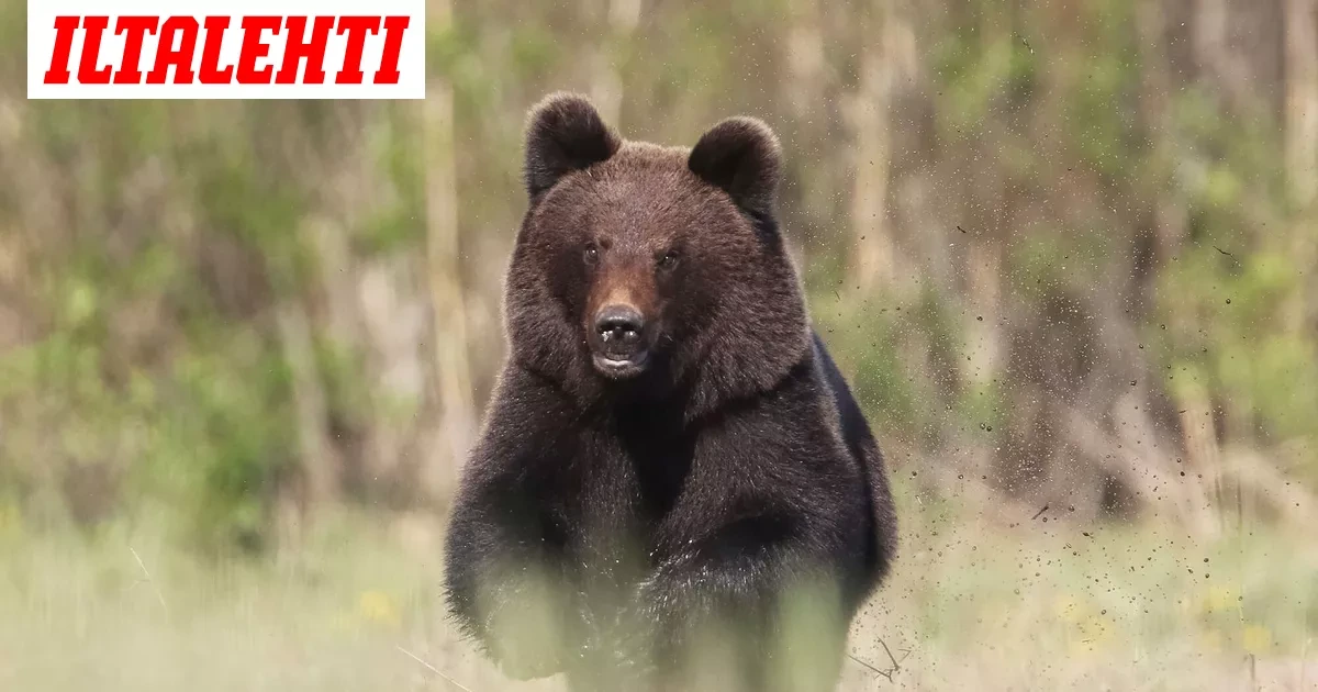 MTV: Karhu tappoi monta koiraa lyhyessä ajassa
