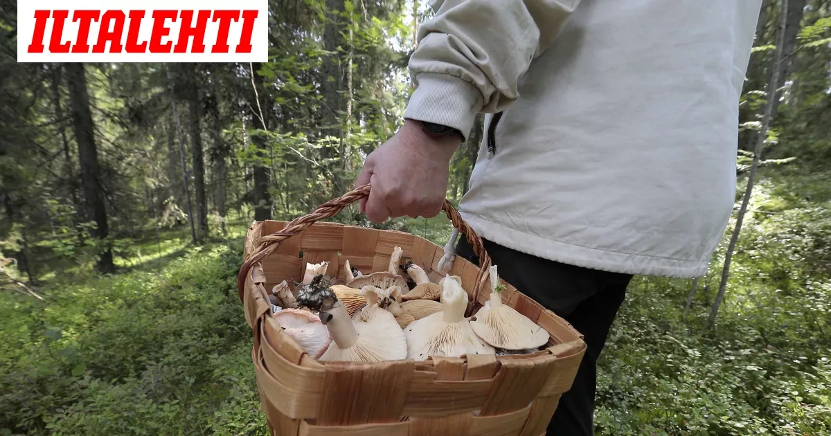 Sienestämään lähtenyt Sinikka näki harmaan puun ja tajusi asian, jota ei kehdannut kertoa miehelleen