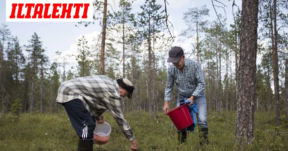 Yle: Tällä voit tehdä nyt kovan tilin – ”Hinta on ollut jopa historiallisen hyvä”