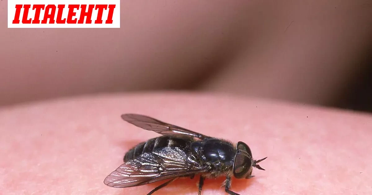 MTV: Espoolainen mies sai pelätyn tartunnan paarman puremasta
