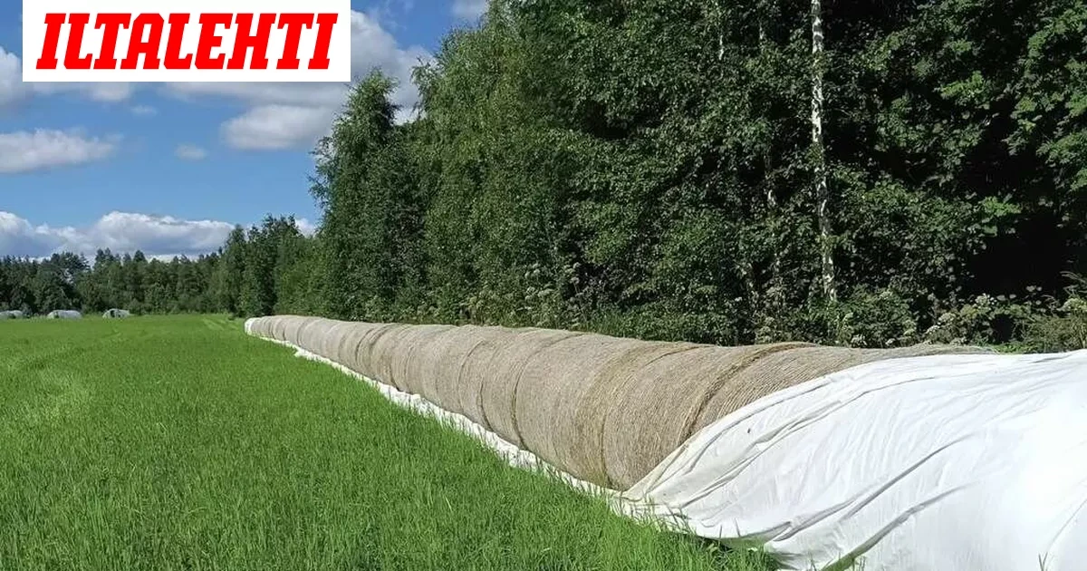 Itä-Suomessa leviää outo ilmiö, joka aiheuttaa tuhansien eurojen vahingot