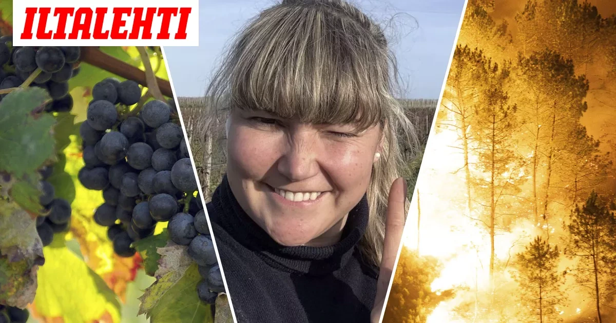 Ruotsilta raju varoitus viineistä – Suomalainen Nea tyrmää täysin