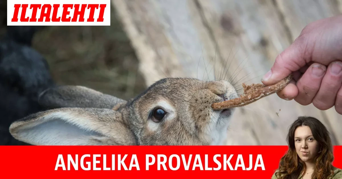 Kommentti:Sikailu kotieläinpihoilla kertoo aivan muusta kuin lasten kärsineestä luontosuhteesta