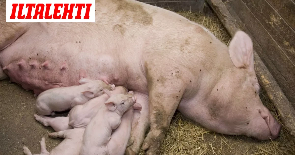 Valtaisa kriisi lihateollisuudelle – Asiantuntija arvioi tappioiden määrää