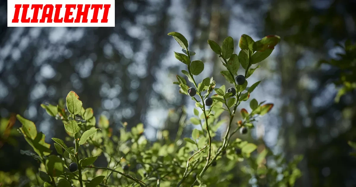 Ammoniakkivuoto Suomussalmella – Nyt puhuu vastuufirma: ”Otamme tapahtuneen erittäin vakavasti”