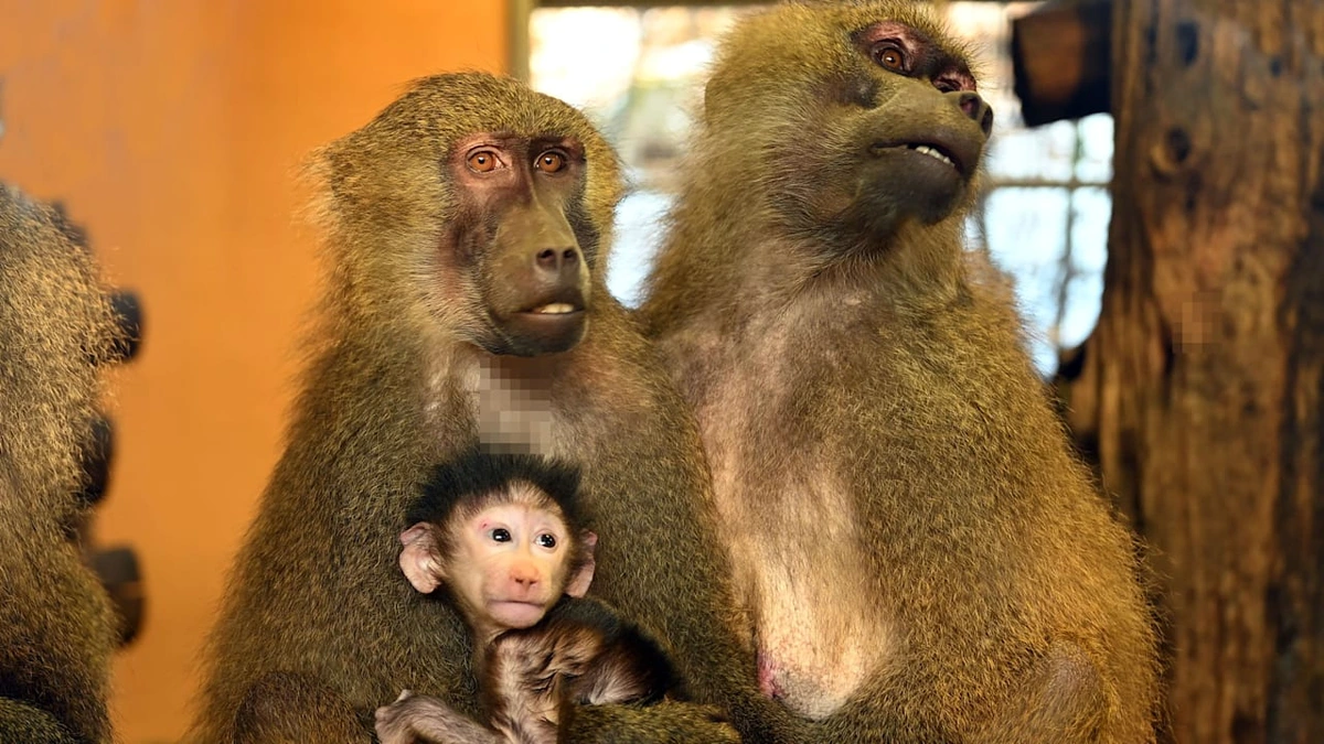 Nach Pavian-Erschießung: 7 Pavianbabys tot! Vorwürfe um Nürnberger Zoo