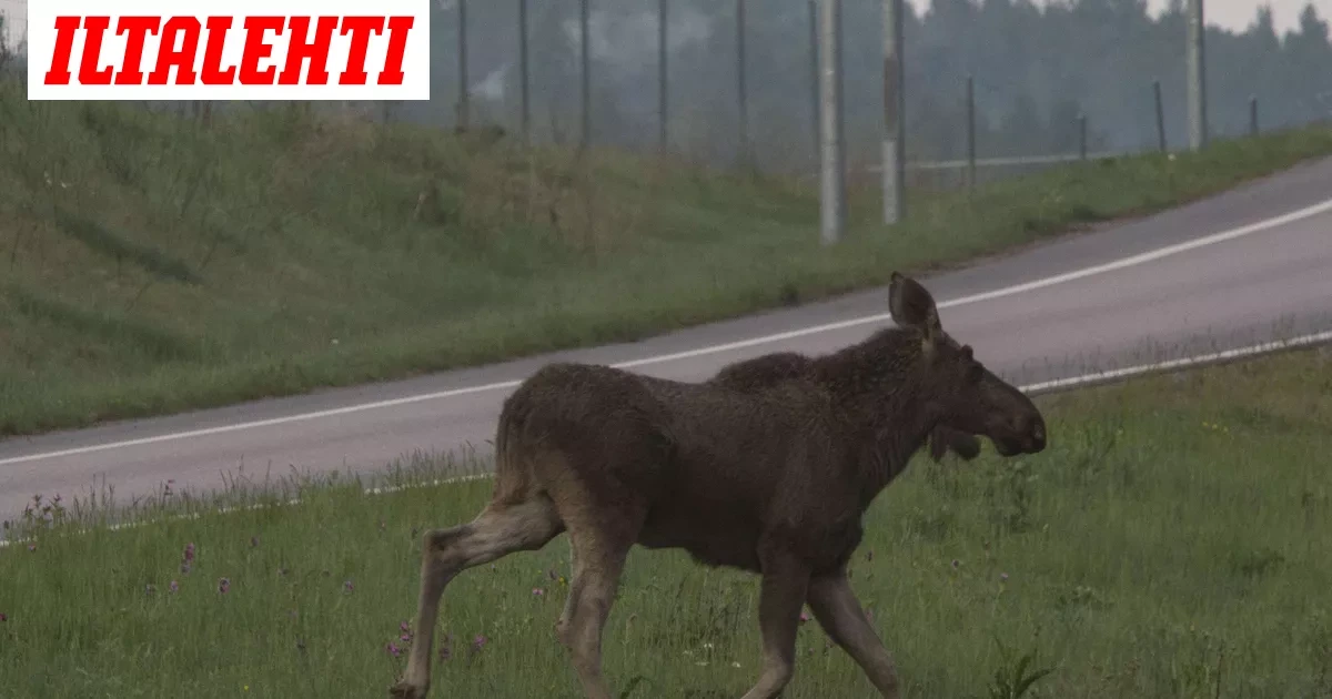 Ehtisitkö reagoida? Pysäyttävä video näyttää, miten nopeasti hirvikolari tapahtuu