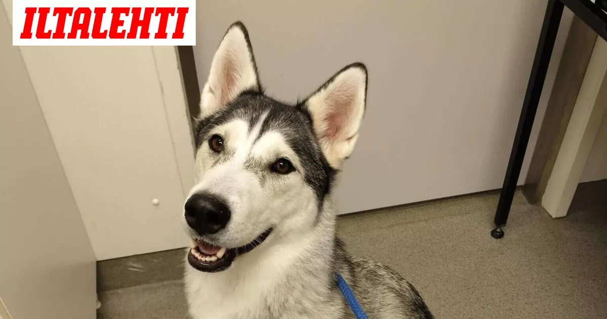 Koira matkusti yksin junalla Helsinkiin – Omistajasta ei tietoa