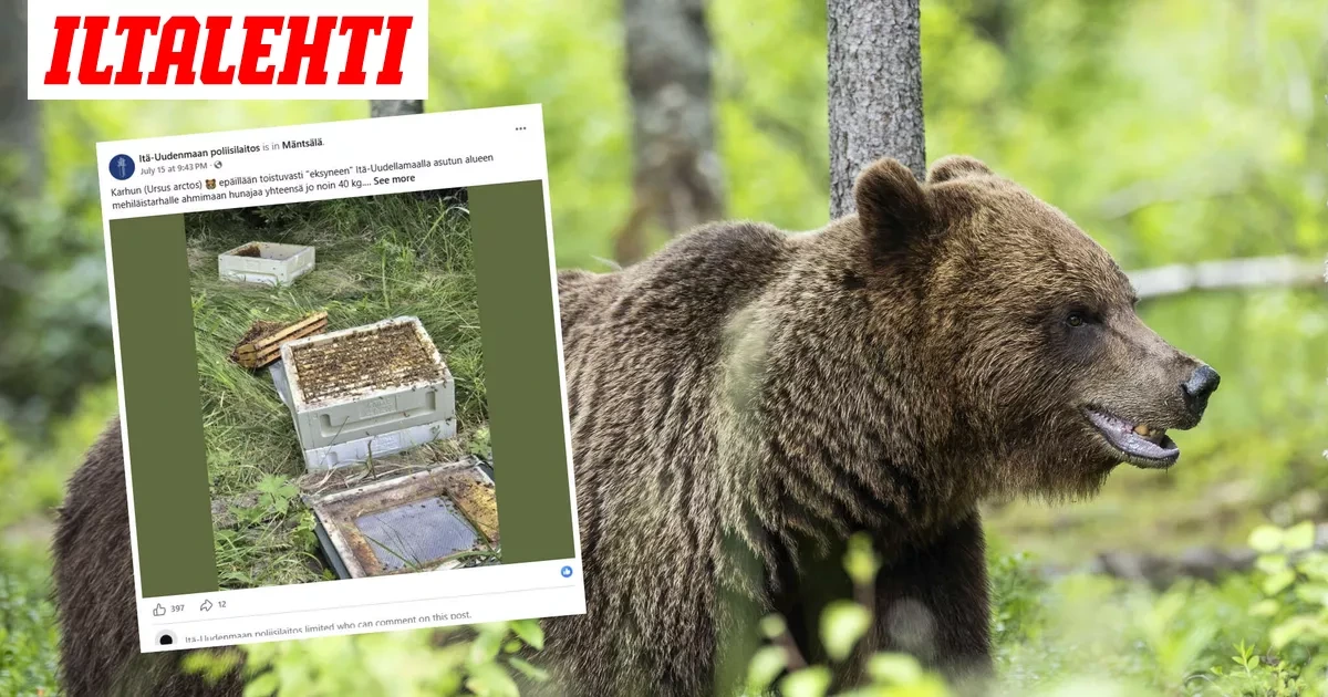 Karhu ahmi – Poliisi puuttui peliin