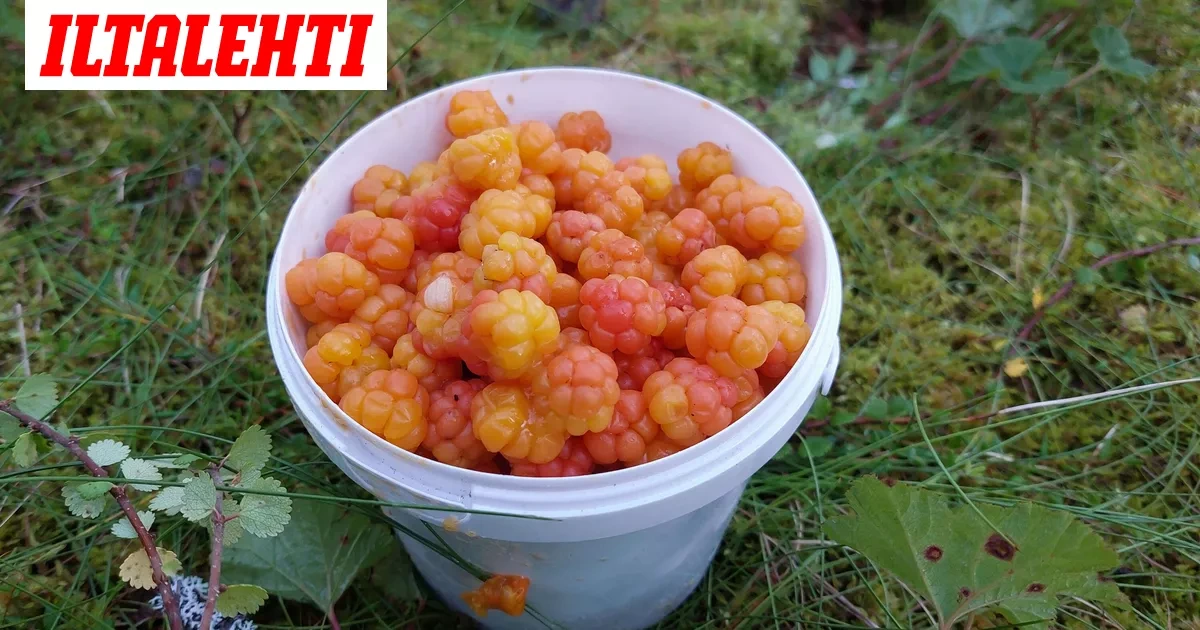Ihmisiä katoaa nyt metsiin – "Jotkut eivät kestä sitä häpeää"
