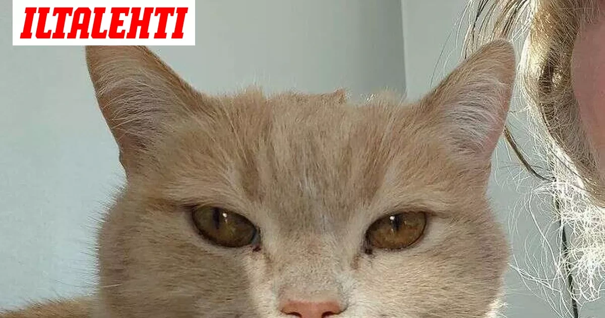 Uskomattoman korkean iän saavuttanut Jylppy-kissa, 32, on kuollut