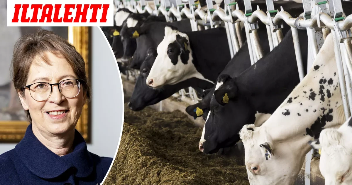 Vakava maitokriisi iskemässä Suomeen – Nyt puhuu ministeri