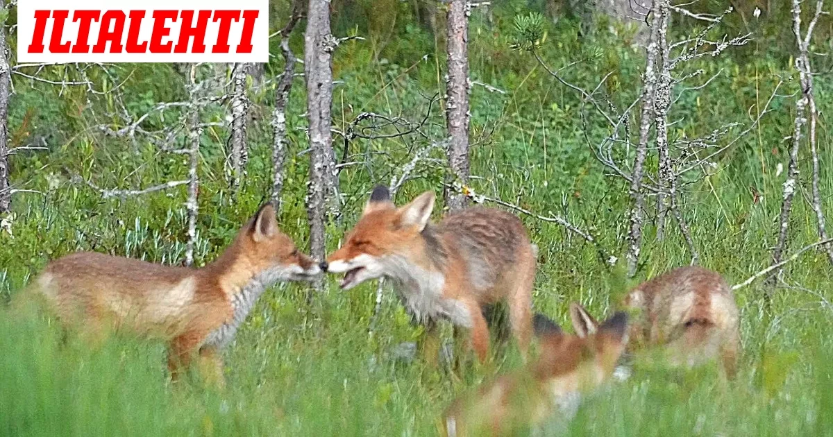Tämä näky pysäytti Keijon metsässä – Katso video