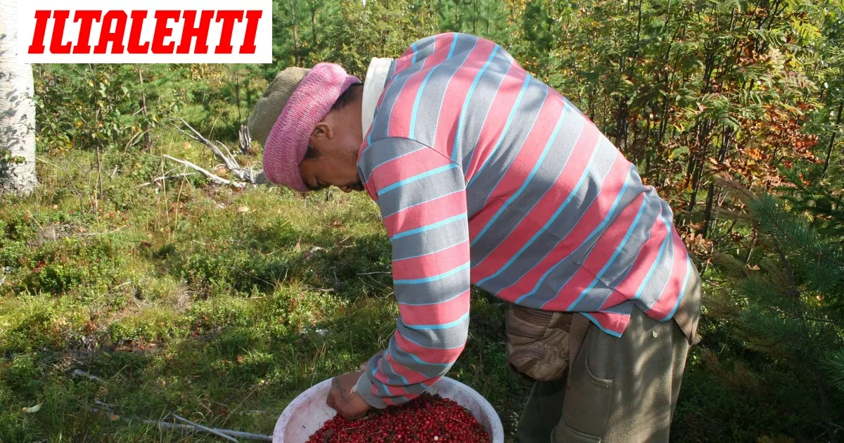 Marjakriisi: ”Tämä kausi meni”