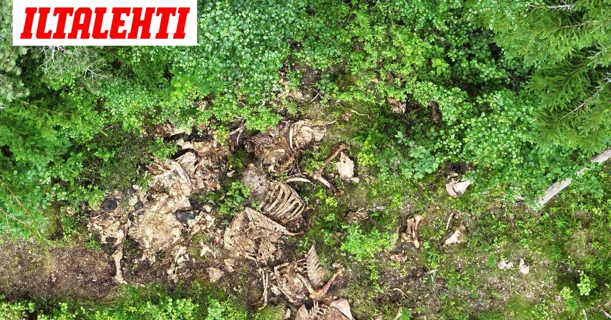 Hyytävä löytö metsästä Kauhavalla – Poliisi kaipaa apua