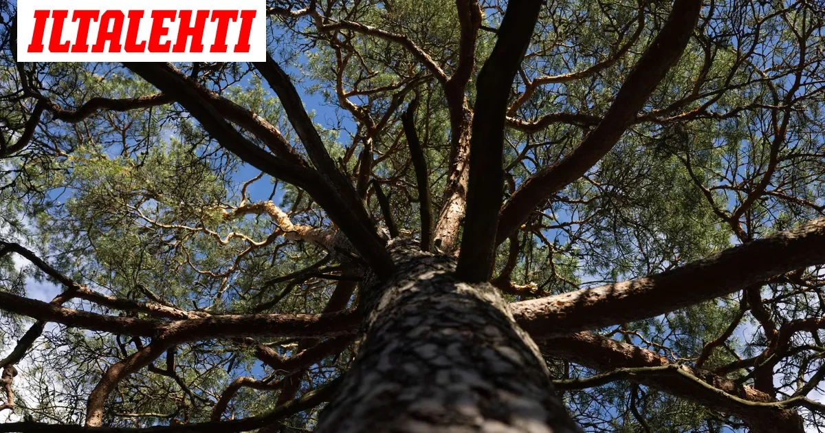 IS: Nuoret löysivät ”runkkumetsän” Oulusta