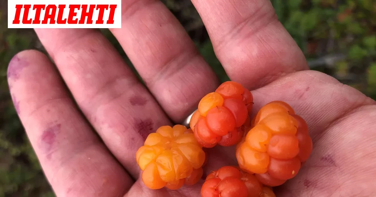 LK: Perinteikäs tapahtuma on järjestetty 52 vuotta samaan aikaan – Ei enää