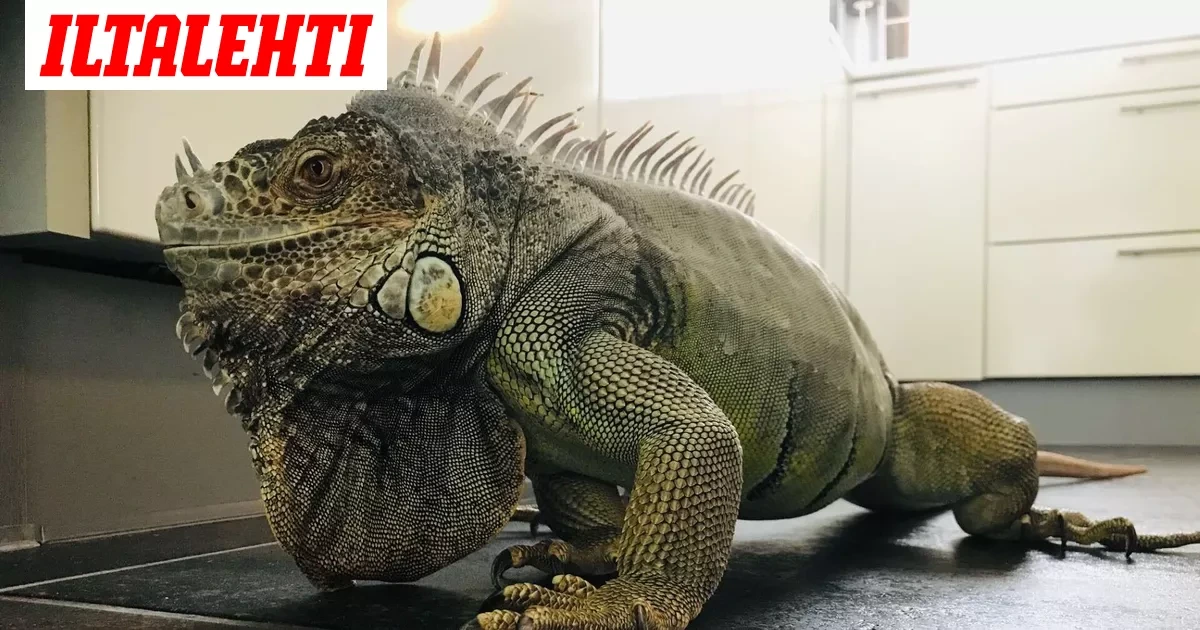 Oletko nähnyt tätä 13-vuotiasta liskokarkulaista? Ihmiset rynnistäneet apuun