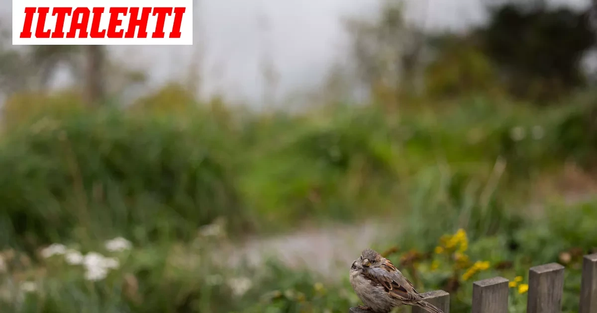 Hyytävä käänne säässä: ”Ylin lämpötila 13 astetta”