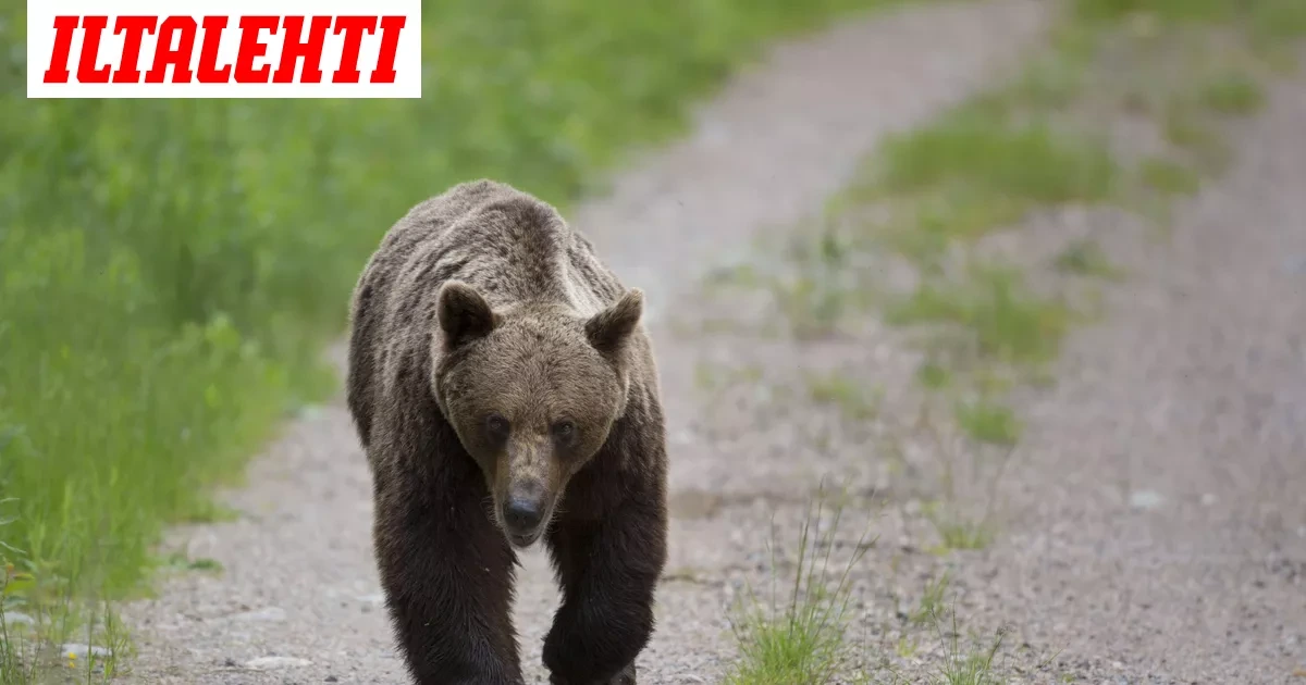 Pieni karhu eksyi Harjavallassa