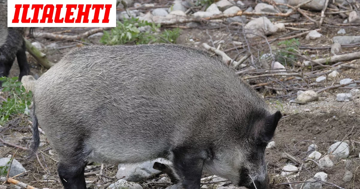 Ruokavirasto: Joutsenosta löydetyssä villisiassa ei ollut pelättyä tautia