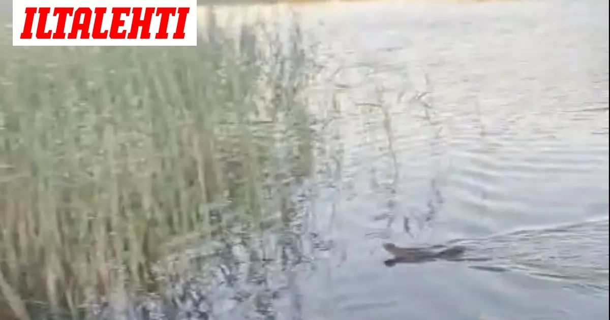 Mitä ihmettä? Oravan uintiretki tallentui videolle