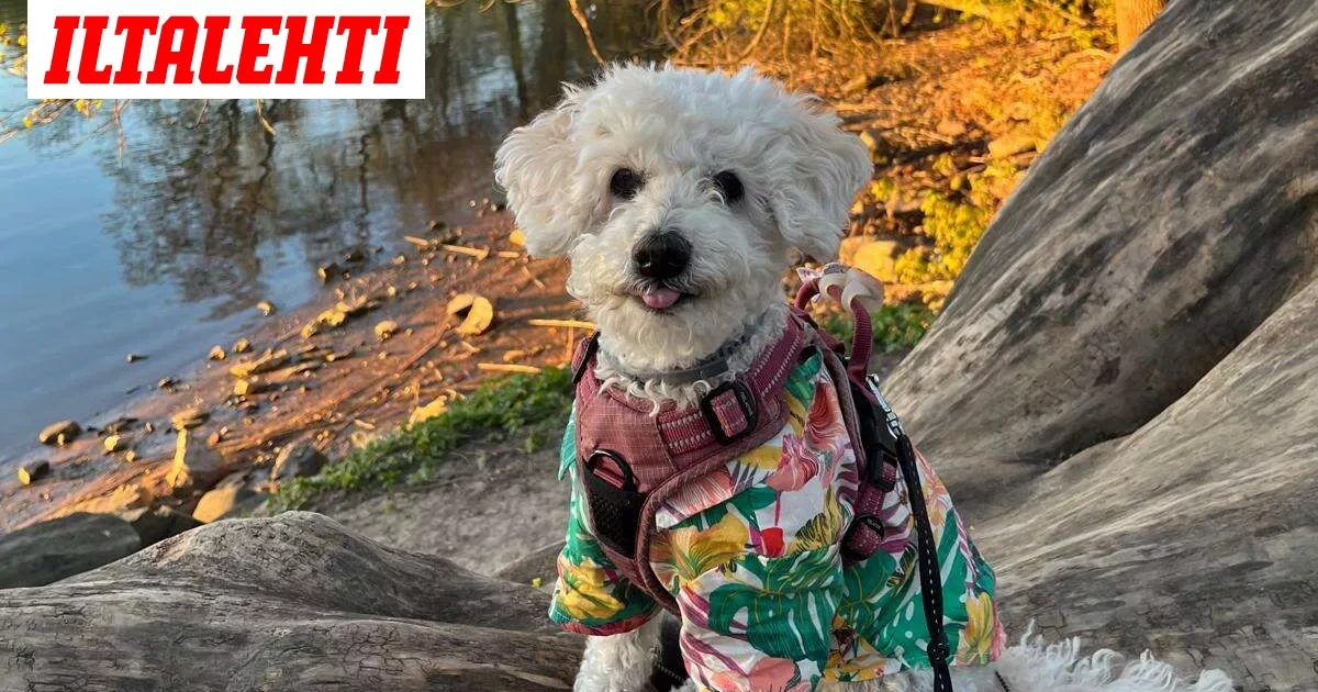 Pieni Nita alkoi tutustua toiseen koiraan lenkillä – Pian alkoi silmitön raatelu