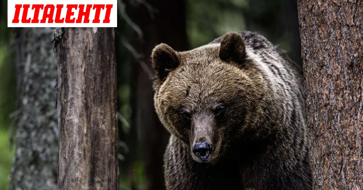 Täällä liikkuu loukkaantunut karhu – Pysy kaukana