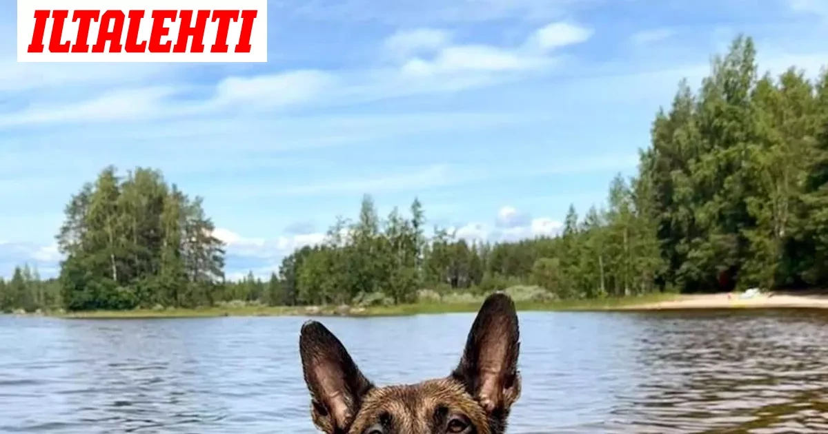 15-vuotias puukotti 19-vuotiasta – Poliisikoira Salama teki ratkaisevan löydön