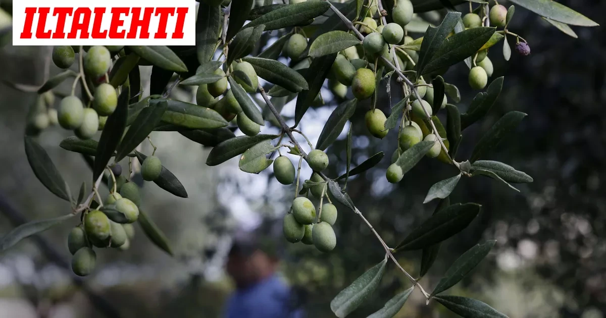 Eurooppa palaa – Kaikille tuttu elintarvike vaarassa