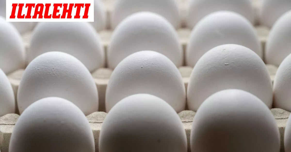 Ostitko kananmunia tältä torilta? Hävitä heti