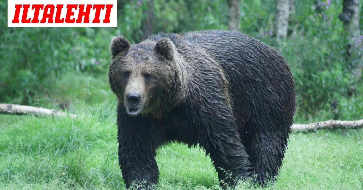 Metsästäjä ampui, karhu kosti