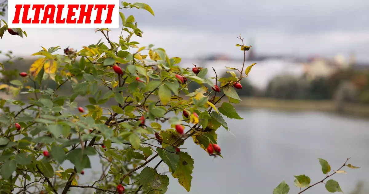 Nyt tuli sääennuste syksylle – Hurja ilmiö nostaa päätään