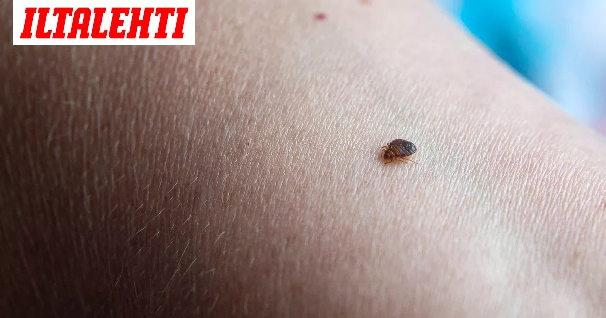 KSML: Opiskelija-asunnoissa havaittu luteita