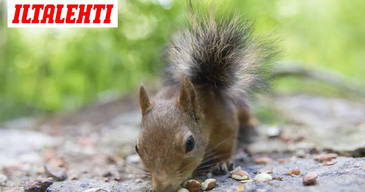 TS: Salosta löytyi vakavasti sairastuneita oravia –  Tauti voi tarttua myös ihmiseen
