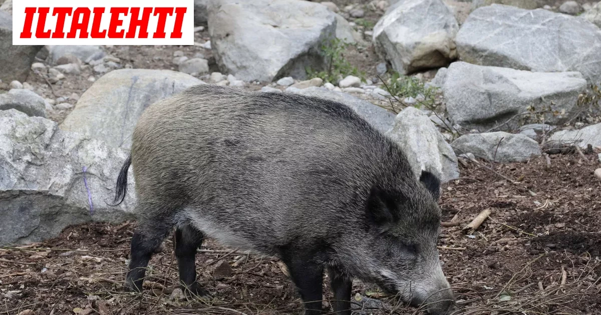 ES: Joutsenosta löydetty kuollut villisika